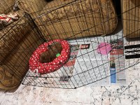 Cavapoo orijinal 2 aylık