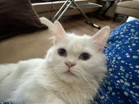 Chinchilla british cinsi erkek kız
