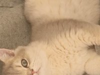 SAFKAN BLUE GOLDEN LOKUM OĞLUMUZ SCOTTİSH YUVASINA HAZIR