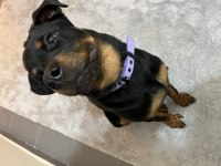 Rottweiler kızımızı ailevi sorunlardan kaynaklı