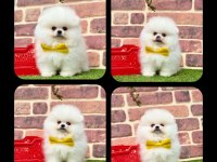 Pomeranian boo 2.5 aylık