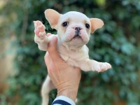 Sağlıklı krem french bulldog bebekler