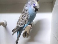 Show jumbo muhabbet kuşu