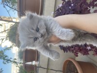 British longhair