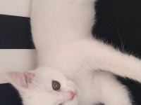 Gönderime hazır tatlımı tatlı scottish fold kediler