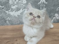 Çok tatlı british shorthair bebeğimiz