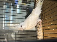 7-8 Kelime konuşan albino sultan papağanı