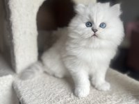 Safkan British Longhair Erkek