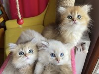 Dünya Tatlısı Safkan British Longhair Yavrular