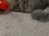 Maine coon oğlum acil yuva arıyor