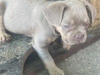 New shade isabella tan french bulldog