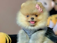 Sevimli Pomeranian Boo Yavrularımız