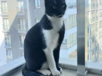 1 YAŞINDA ERKEK VE KISIR KEDİMİZ