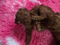 Toy Poodle Köpeklerimiz