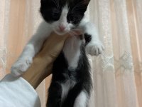 Bebek kedilerimiz yeni yuvalarını arıyor