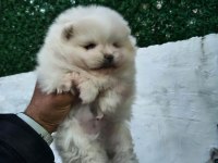 Pomeranian boo yavru köpeğimiz