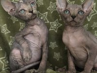 Naked Beauty Sphynx Cattery