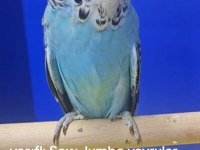 Şov Jumbo Muhabbet Kuşu