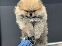 Petmode köpek çiftliğinde ziyarete açık pomeranian