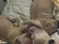 Erkek chihuahua yavrularımız