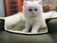 British longhair güzelliği @petclubadanaa