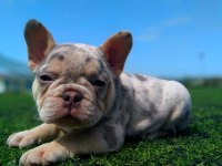 Lilac merle tan isabella carrier french bulldıog