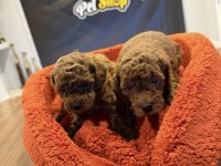 Toy Poodle Yavrularımızı Mağazamızda Canlı Görün