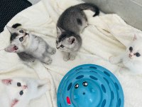 British shorthair