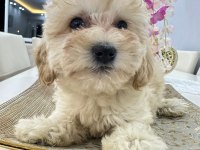 Maltipoo yavrum 55 günlük