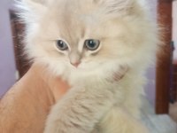 Saf kan British Longhair Blue Golden yavrular
