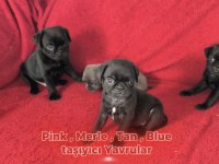 Siyah Renk Pug Mops Yavruları