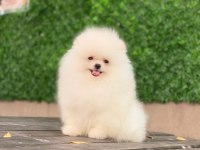 Ayı suralı pomeranian yavrularımız