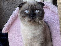 1.5 yaşında çok acil scottish fold