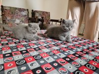 Safkan british shorthair yavrular sahiplendirilecektir