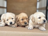 Golden Retriever Yavrular