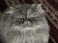 Güzel persian kızım