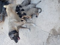 Karabaş kurtboğan ırkı köpeğimiz