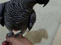 Full Evcil Jako Papağanı