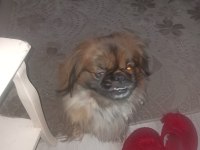 Pekinez köpeğimizi ücretsiz sahiplendirmek istiyoruz
