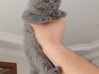 Safkan British Shorthair cinsi yavrumuz teslime hazır