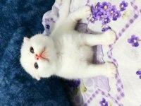İki tane güzel mikler