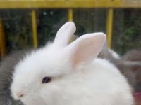 Lop Tavşan