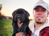 ŞECERELİ CANE CORSO YAVRULARI