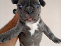 Blue french bulldog yavrular