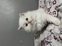 İran persian yavrularımıza yuva arıyoruz