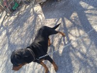 Orjinal rottweiler çiftleştirmeye uygun acil