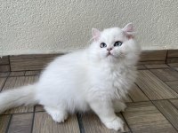 Asil yakışıklı british longhair oğlumuz