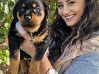 Rottweiler bebeğimiz