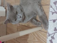 British longhair erkek 8 aylık