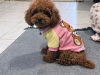 Toy Poodle Bebişler